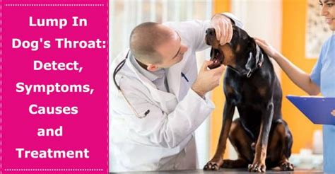 Lump In Dogs Throat Detect Symptoms Causes And Treatment Petxu