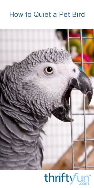 How To Quiet A Pet Bird Thriftyfun