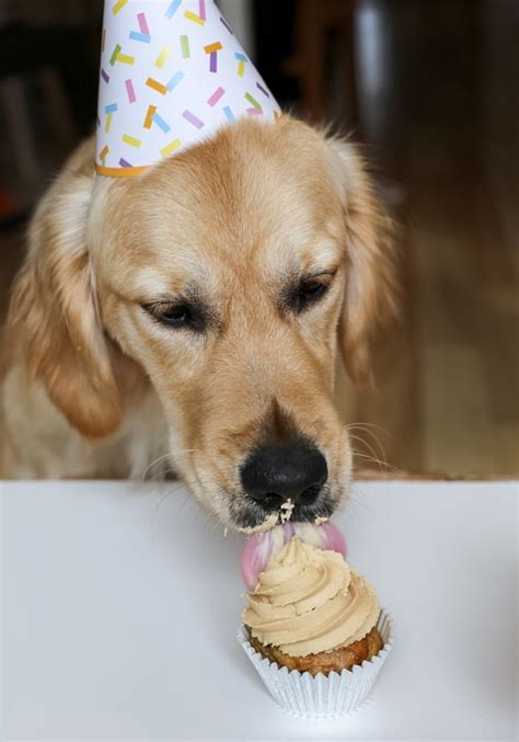 Peanut Butter And Banana Pupcakes Cupcakes For Your Dog Love Swah