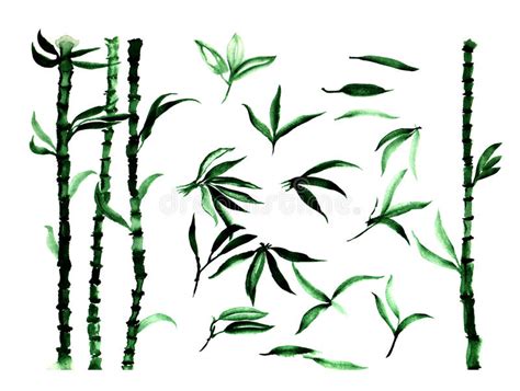 Set Of Bamboo Plants And Leaves Watercolor Illustration Stock