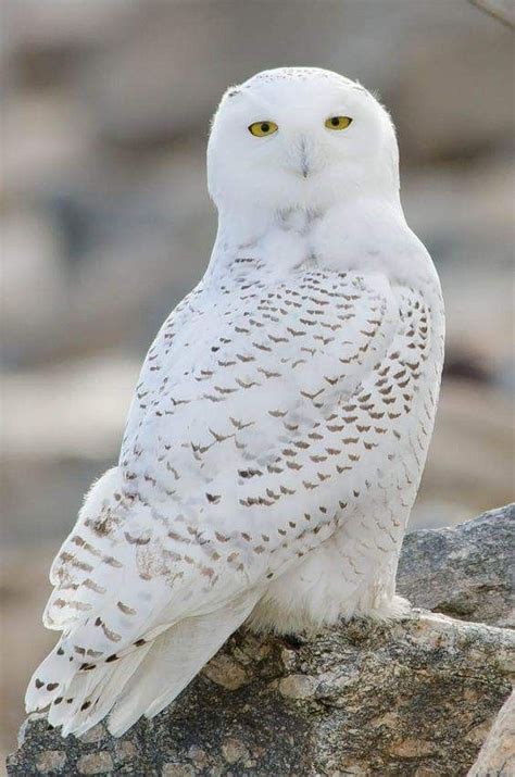Pin By A Nacer Sadi On Oiseaux Owl Pictures Snowy Owl Beautiful Owl