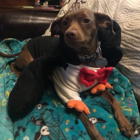 Min Pin Italian Greyhound Mix