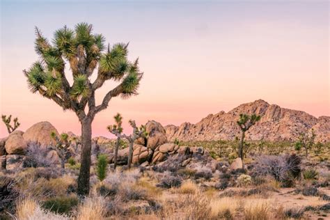 Things To Do In Joshua Tree National Park Hiking Trails And Best