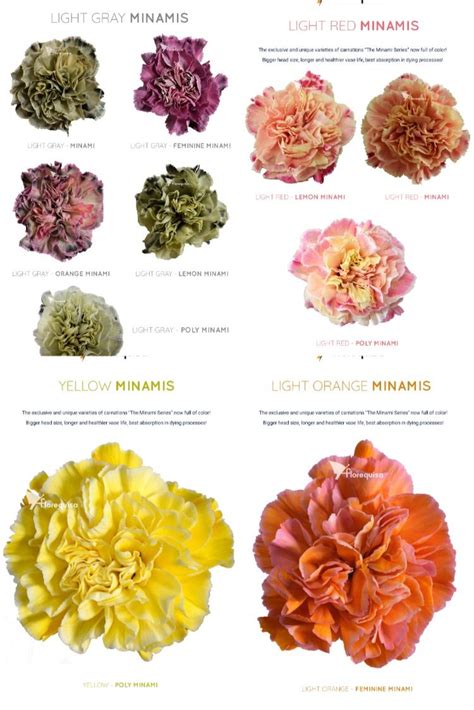 Dyed Carnations The Exclusive Standard Carnation Minami Series Now