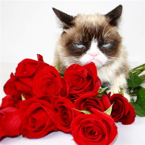 Grumpy Cat On Twitter Kxuos9riri Twitter