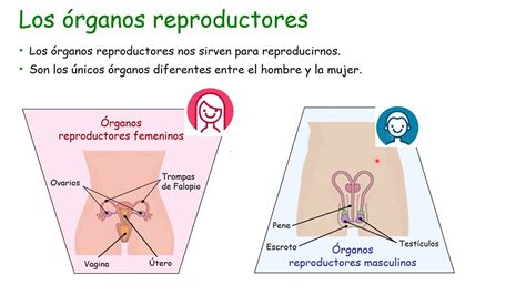 Órganos Reproductores Para Niños Masculino Y Femenino Youtube