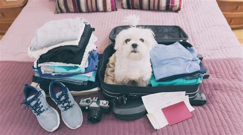Travelling With Pets Tips For A Successful Trip With Your Pet