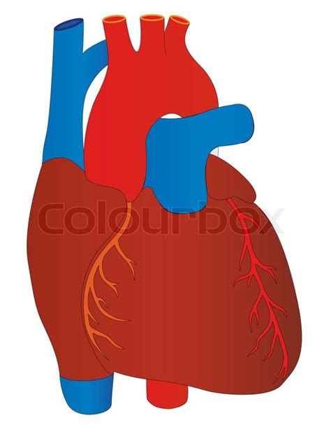 Vector Human Heart Medical Anatomy Stock Vector Colourbox