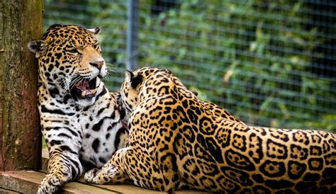 Big Cats Jaguars Two Animals Wallpapers Hd Desktop And Mobile