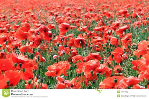 Field Of Red Poppy Flowers Stock Photo Image Of Flowers