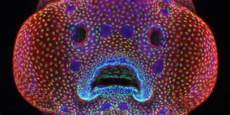 The Top 20 Microscope Photographs From Nikon Small World Business Insider