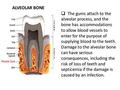 Pdl Cementum And Alveolar Bone