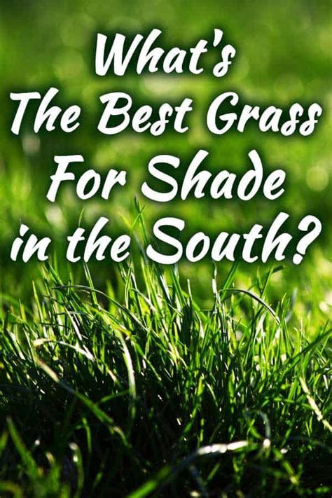 Best Grass For Shaded Areas Lawn Care Grass That Grows In Full Shade