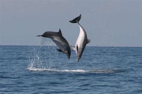 Study Shows Endangered Dolphins Join Bottlenose In Slovenian Waters