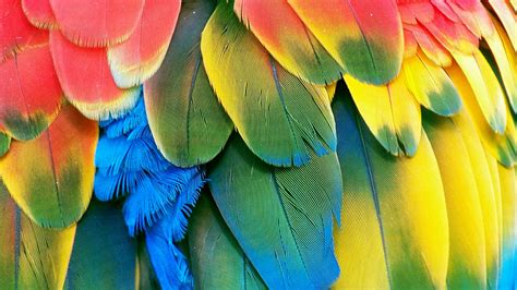 49 Bird Feather Wallpapers Wallpapersafari