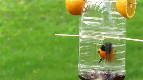 We did not find results for: Baltimore Oriole on homemade feeder eating grape jelly | Homemade bird feeders, Grape jelly ...
