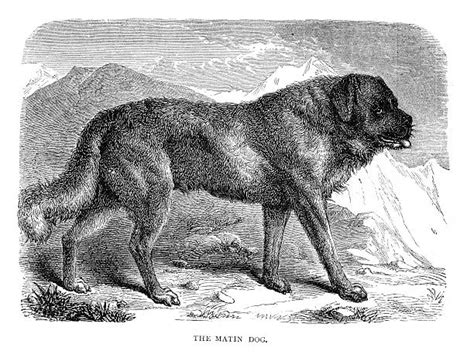 See more ideas about mastiffs, dogs, napoleon mastiff. Best Neapolitan Mastiff Illustrations, Royalty-Free Vector ...