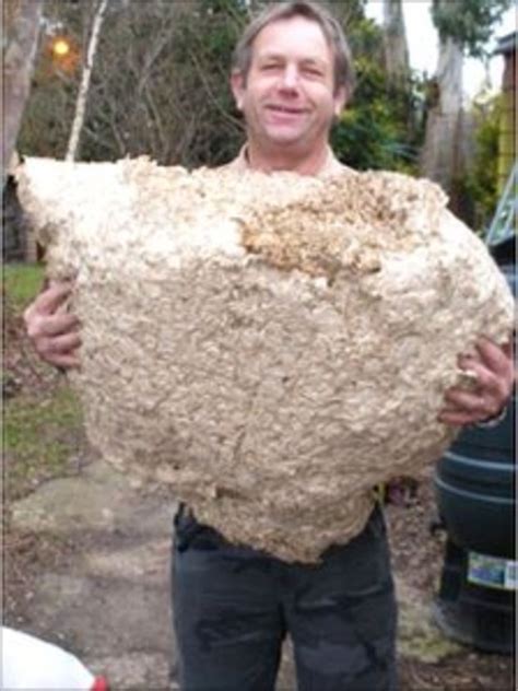 Brad is confronted with a. Six-foot high wasp nest found at Somerset garden centre - BBC News