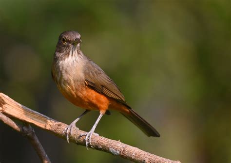 Sabiá Laranjeira Rufous Bellied Thrush The National Bird Flickr