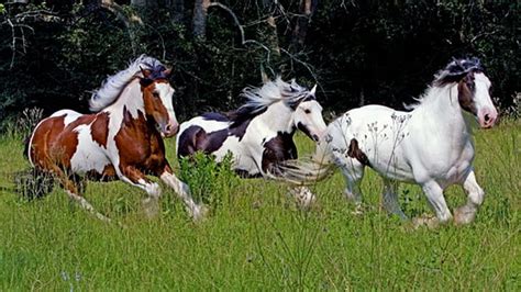 Hd Wallpaper Running Herd Wild Horses Horses Running Ponies Nature