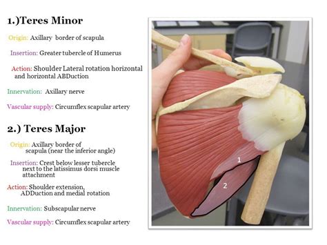 Innervation Teres Minor And Major Yahoo Image Search Results