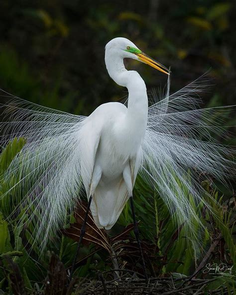 Great Egret Displaying Breeding Plumages What I Love About This