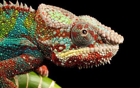 Colorful Animals Chameleons Macro Hd Wallpaper Rare Gallery