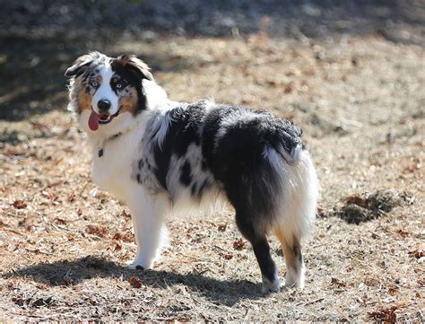 Australian Shepherd Dog Breed Facts And Information