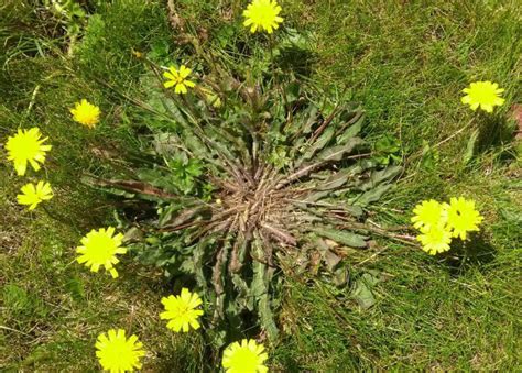 How To Remove Catsear Weed From Your Lawn MyhomeTURF