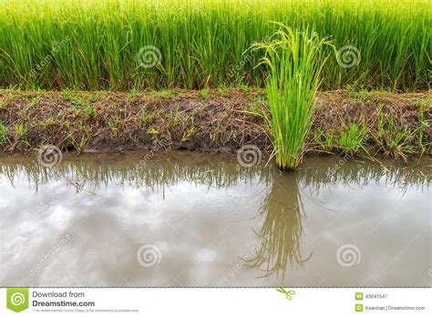 Green Rice Plants Stock Image Image Of Close Environment 43041547