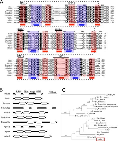 Figure 1 From Experimental Tests Of Sex Allocation Theory In A Simultaneous Hermaphrodite Using