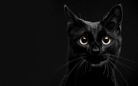 Aesthetic Black Cat Wallpapers Top Free Aesthetic Black Cat