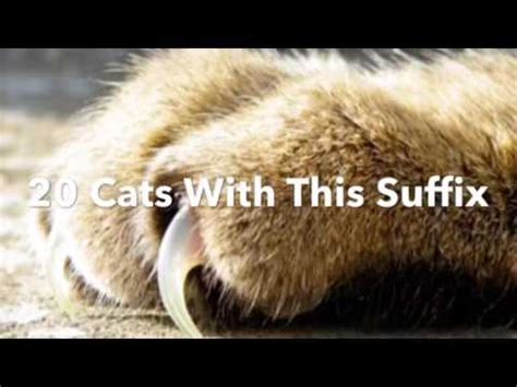 After all, they are members of the family just like everyone else! Top Ten Most Common Warrior Cat Name Suffixes - YouTube