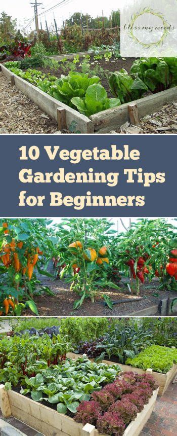 10 Vegetable Gardening Hacks Beginners Need To Know