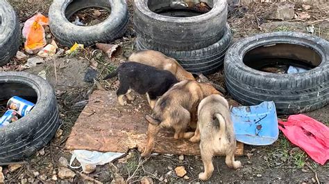 Watch What Happen After We Rescued These Abandoned Puppies From The