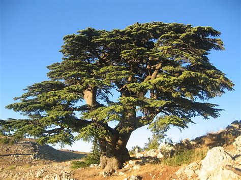 Cèdre Du Liban Cedrus Libani Bienfaits Et Vertus Guide Pratique