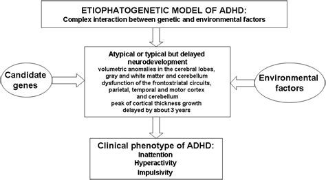 frontiers new insights on the effects of methylphenidate in attention deficit hyperactivity
