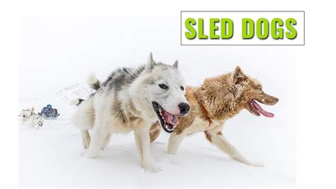 Sled Dog Breeds 8 Most Preferred Sled Dogs And Positions Petmoo