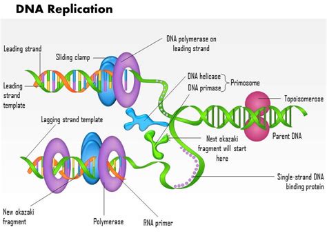 Think of amino acids as enzymes unzip the dna and certain proteins hold the strands open while they are copied. 0814 DNA Replication Medical Images For Powerpoint ...