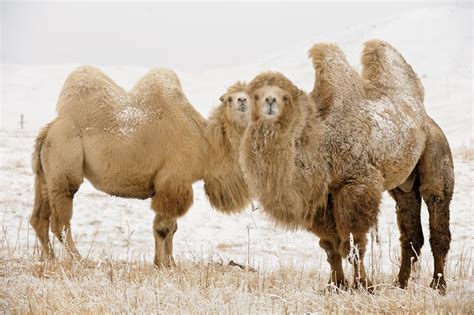 The Last Wild Camels Saving Earth Encyclopedia Britannica
