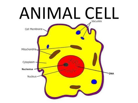 Ppt Animal Cell Powerpoint Presentation Free Download Id3283520