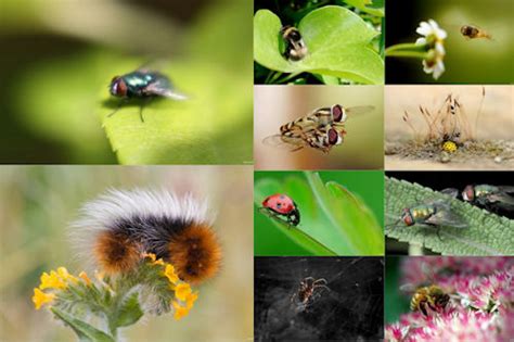 Banco De Imágenes Gratis Los Insectos De Mi Jardín Vi 10 Imágenes De