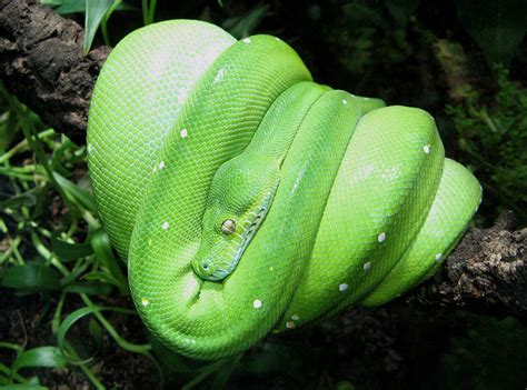 Green Tree Python Habitat Part 1 Heating And Temperature Reptile