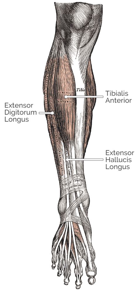 Ankle Dorsiflexion