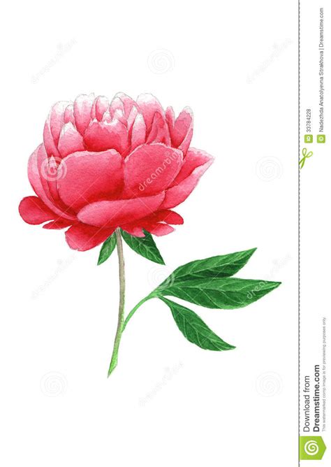 Watercolour Pink Peony Royalty Free Stock Photos - Image ... Butterfly drawing easy methods :