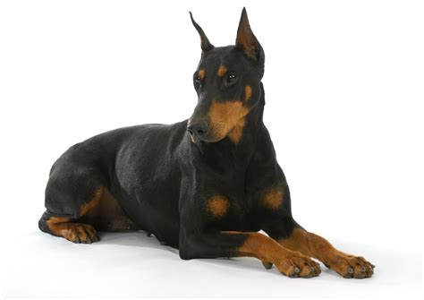My puppy is brilliant and i would highly recommend them to anyone looking for a i had excellent advice from doberman uk about training and exercise for my new addition. Doberman Pinscher Puppies For Sale • Adopt Your Puppy ...