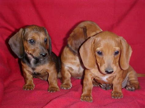 Click here to be notified when new miniature dachshund puppies are listed. Three D's Miniature Dachshunds,Long hair,Smooth & Wires