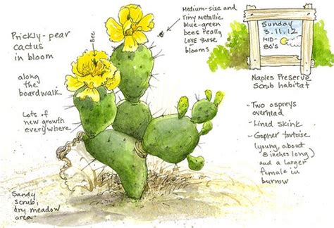 Cacti are unique among many plant species for their ability to adapt to extremely dry environments. Sketching in Nature: Prickly pear in bloom