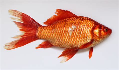 Free Photo Gold Fish Animal Fish Gold Free Download Jooinn