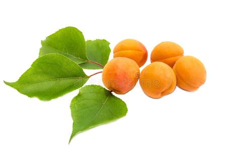 Several Ripe Apricot And A Branch With Leaves Closeup Stock Image